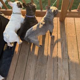 French Bulldog All Grown Up from Gibson Acres