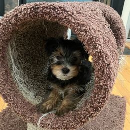 Maxwell - Black and tan male Yorkshire Terrier puppy in Beavercreek, Ohio from The Yorkie Den, LLC