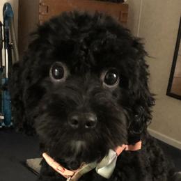 Cavapoos from Honey & Lemon Royalty