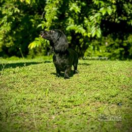 Asha - Dachshund