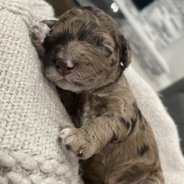 Cockapoo Puppies from Doodle Corner