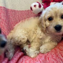 Theodore - Tan and white Cavachon puppy in Hudson, Massachusetts from Lindsey's Waggingtails Cavachons