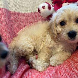 Theodore - Tan and white Cavachon puppy in Hudson, Massachusetts from Lindsey's Waggingtails Cavachons