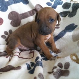Bandit - Rd whtn blk nose male Rhodesian Ridgeback puppy in Carney, Oklahoma from River Run Parson Russell terriers & River Run Ridgebacks