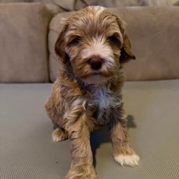 Grey Boy - Caramel cream male Australian Labradoodle puppy in West Union, South Carolina from Golden Corner Labradoodles, LLC