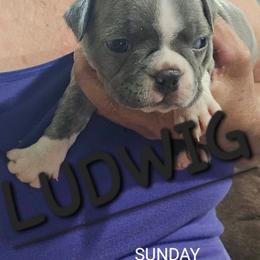 Ludwig  Boy 2 (3rd born) - Blue male Boston Terrier puppy in Versailles, Indiana from Benhams Bostons