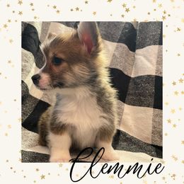 Pembroke Welsh Corgi Puppies from Tri-Star Stock Farm