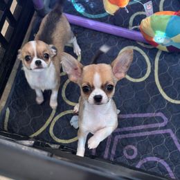 Jacob - Fawn and white male Chihuahua puppy in East Syracuse, New York from Blissful’s Chihuahuas