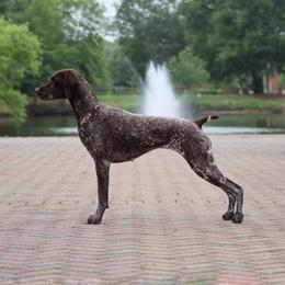 German Shorthaired Pointer All Grown Up from Twin Gabels GSPs
