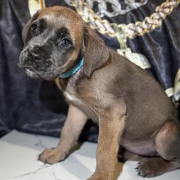 Cleopatra - Gray and fawn female Cane Corso puppy in Cleveland, Ohio from Cleveland Corsos