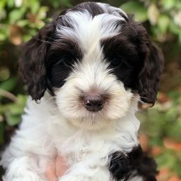 Australian Labradoodles from All-Spice Australian Labradoodles