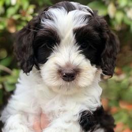 Australian Labradoodles from All-Spice Australian Labradoodles