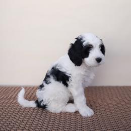 Wormtail - Tri-color male Bernedoodle puppy in Apache Junction, Arizona from Coffey House Doodles