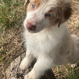 Australian Shepherd puppies from Niyu Aussies
