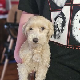 Destiny - Maltipoo