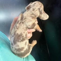 Girl 2 - Dapple female Dachshund puppy in Bigfork, Minnesota from Dachshunds Up North
