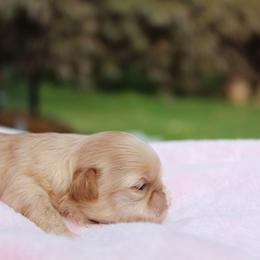 Shih Tzu Puppies from Majesty’s Shih Tzus
