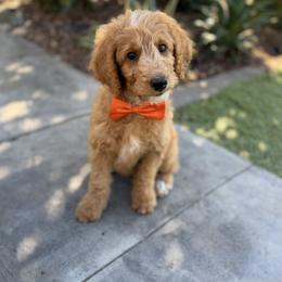 Double Doodle and Goldendoodle Puppies from Red White and Doodle