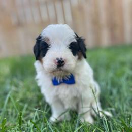 Toad-Blue - Tri-color male Bernedoodle puppy in Casper, Wyoming from 307 Doodles