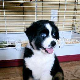 Australian Shepherd Puppies from Gypsy River Aussies