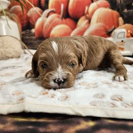 Rubie - Red female Cavapoo puppy in Lebanon, Missouri from Leerose Puppies