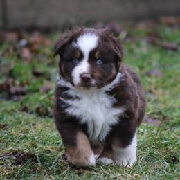 Ryder - Red tri-color male Australian Shepherd puppy in Smicksburg, Pennsylvania from Zaneca Aussies