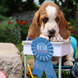 Tuna - Mahogany and white female Basset Hound puppy in Pollock, Missouri from Northstar