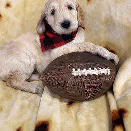 Tortilla - Cream male Labradoodle puppy in Lubbock, Texas from Lucky Labradoodles