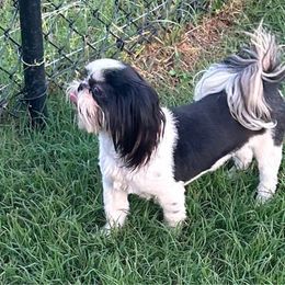 Madison - Shih Tzu