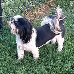 Madison - Shih Tzu