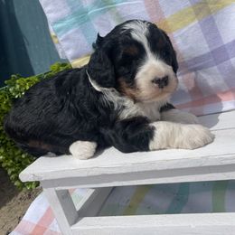 Girl 3 - Tri-color Bernedoodle puppy in Amherst, Nebraska from Pile Family Goldendoodles