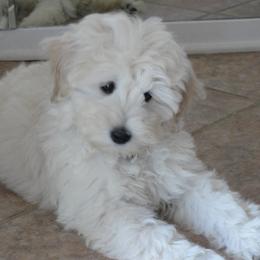 Bernedoodle, Goldendoodle, and Labradoodle Puppies from Apple Creek Doodles