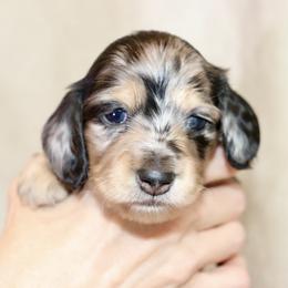 Noel (Pink Band) - Dapple female Dachshund puppy in Raleigh, North Carolina from McLovin Doxies