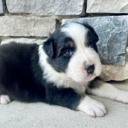 Greta - Black tri-color female Australian Shepherd puppy in Loda, Illinois from Pilcher Farms