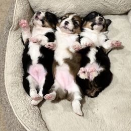 "Amber x Jim" Pembroke Welsh Corgi Puppies from Steele Family Farms