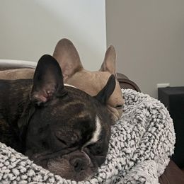 French Bulldogs from Wheat State Puppy Co, LLC