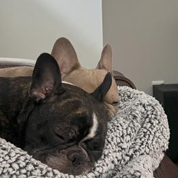 French Bulldogs from Wheat State Puppy Co, LLC