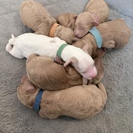Green Titan - Cream male Goldendoodle puppy in Cincinnati, Ohio from KSchott Kennels