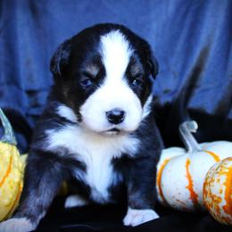 Icarus - Black tri male Miniature Australian Shepherd puppy in Ixonia, Wisconsin from Hunt N Oaks