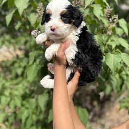 Sun Chips (Sunny) - Tri-color female Bernedoodle puppy in Northglenn, Colorado from Colorado Bernedoodle Babies