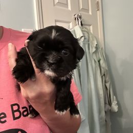 Harley - Black and white female Shih Tzu puppy in North Carolina from PAWSitive Breeders of the Carolinas