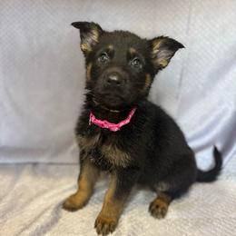 Elsi - Pink Collar - Black and tan female German Shepherd puppy in Greenwood, Arkansas from West Haus Shepherds