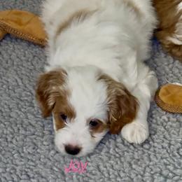 Goldendoodle Puppies from West Michigan Doodles and Poodles