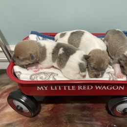 Blue fawn female 1 - Blue fawn and white female Teddy Roosevelt Terrier puppy in Russellville, Kentucky from Mud-E Acres Kennel