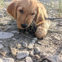 Golden Retriever Puppies from Daffodil Valley Goldens