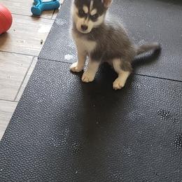 Pomsky Puppies from Bluebonnet Pomskies