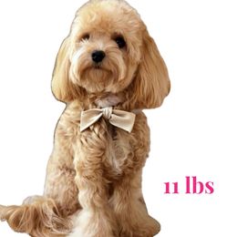 Mandy - Maltipoo
