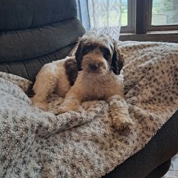 Marlee - Aussiedoodle