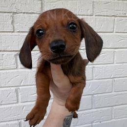Boy 2 - Sable male Dachshund puppy in Brandon, Mississippi from A & N Kennels