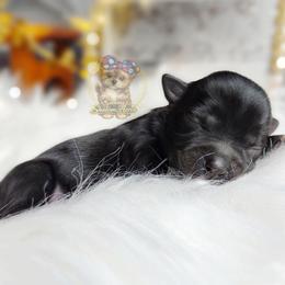 Rare Korean Moana - Black female Morkie puppy in Barren Springs, Virginia from Seeking Shalom Acres Maltese, Maltipoos & Havamalts